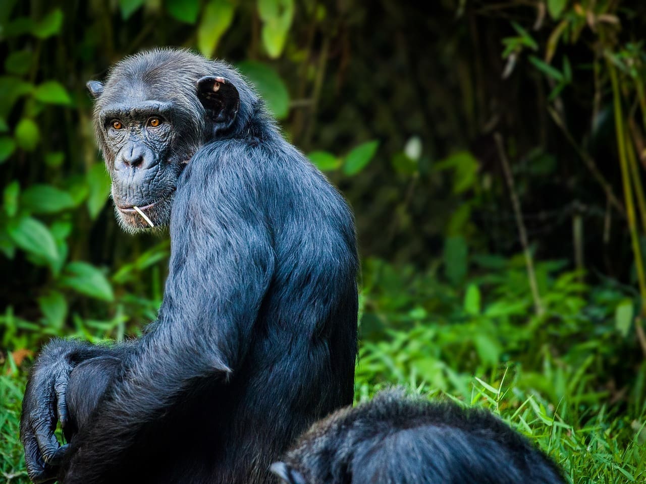 Deforestation Forces Animals To Eat Infected Bat Poo in Uganda